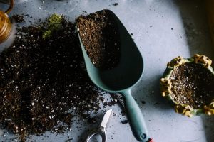 Learn All About the Back to Eden Gardening Method