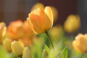 Learn the Qualities of a Low Maintenance Garden